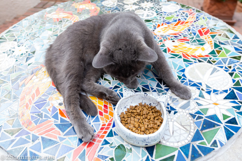 The Melville Cat with his new ceramic bowl.