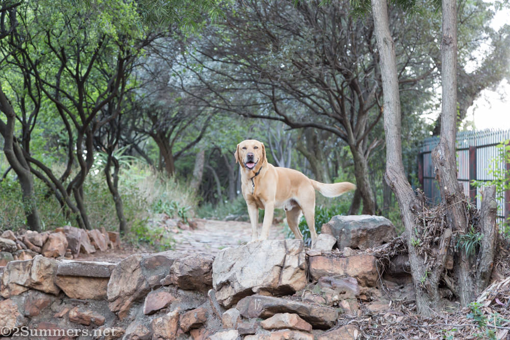 Pablo the dog walking the Wilds