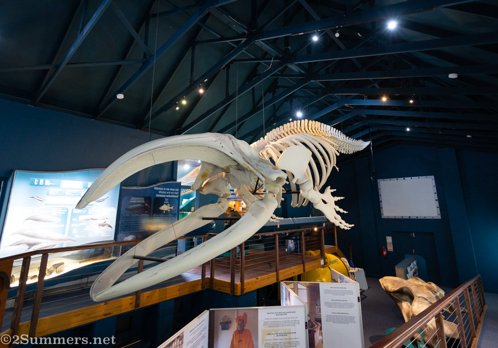 Southern right whale skeleton in the museum
