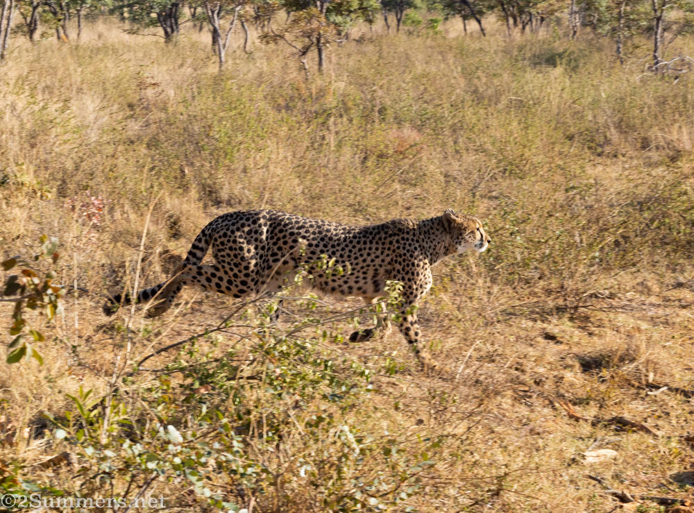 Mama cheetah running