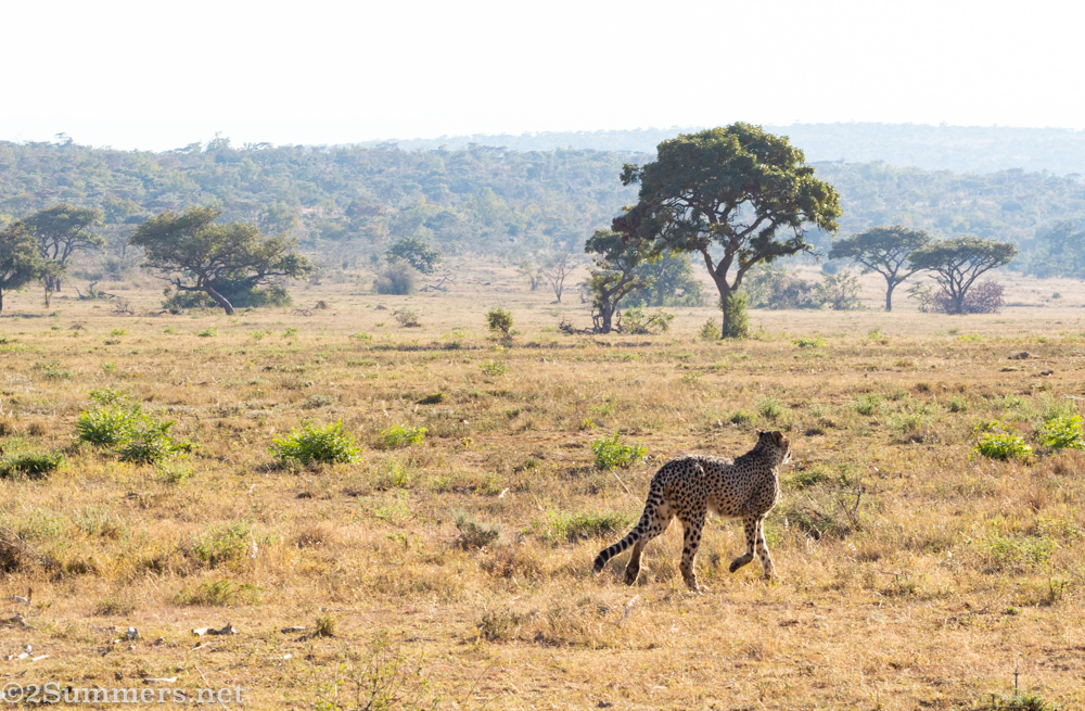 Cheetah on the plain