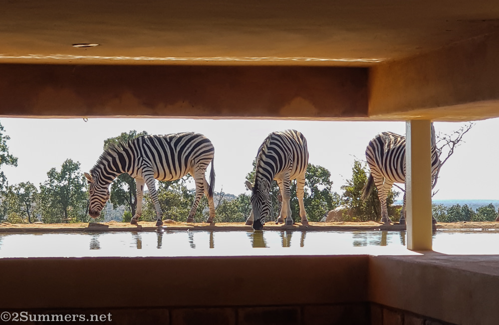 Zebras at waterhole outside the Mhondoro game viewing hide.