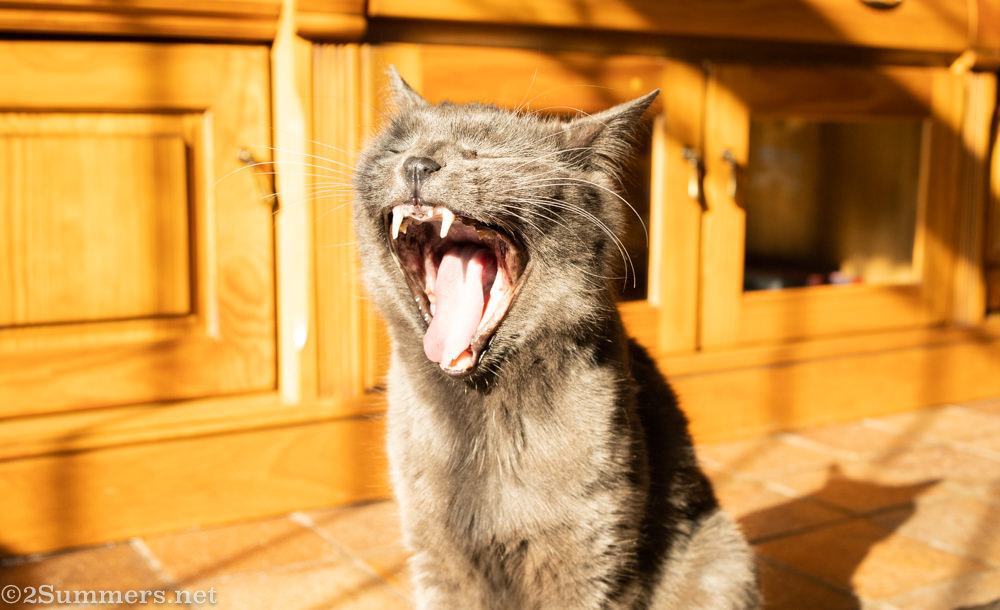 Melville Cat laughing
