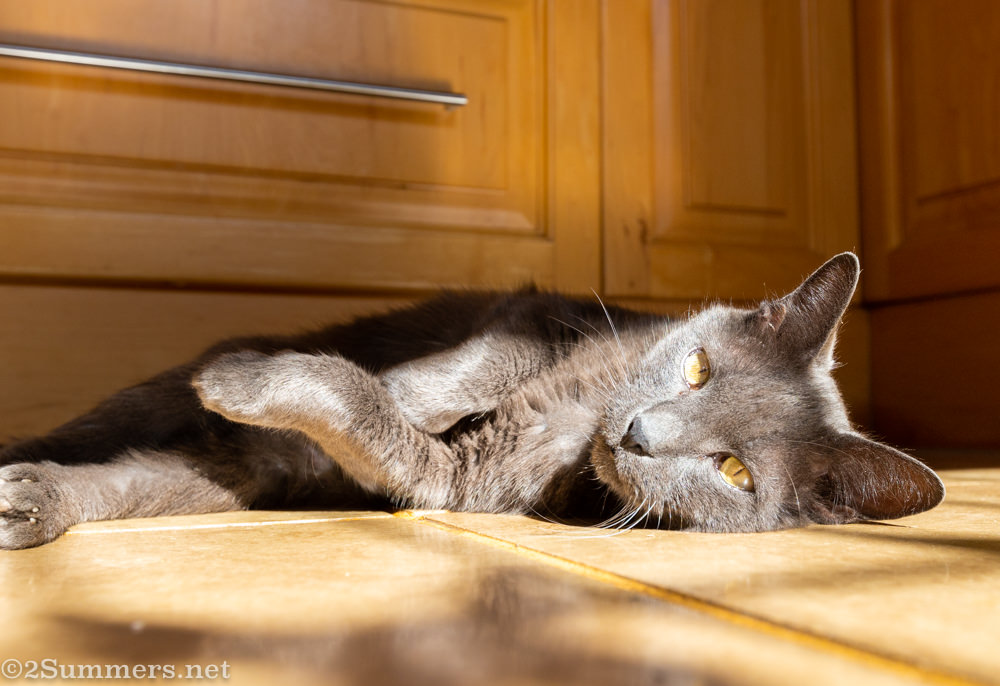 Smokey the Melville Cat on the floor in the kitchen.