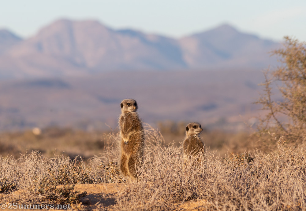 Two meerkats.