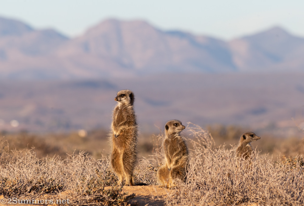 Three meerkats