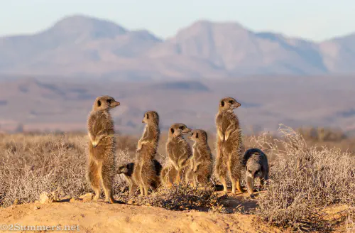 Mob of meerkats in Oudtshoorn