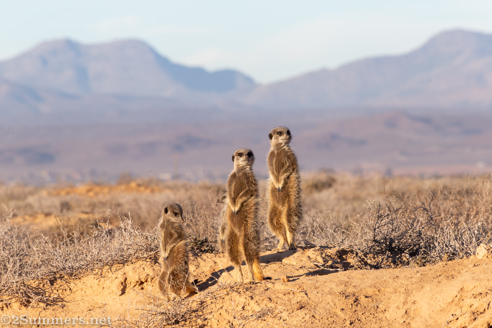 Still three meerkats