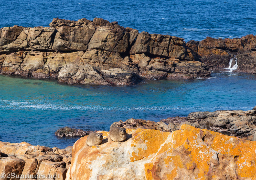 Dassies in Robberg