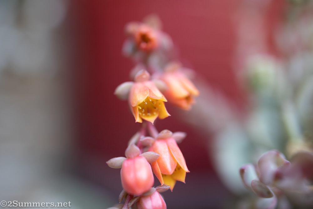 Succulent flowers in my garden