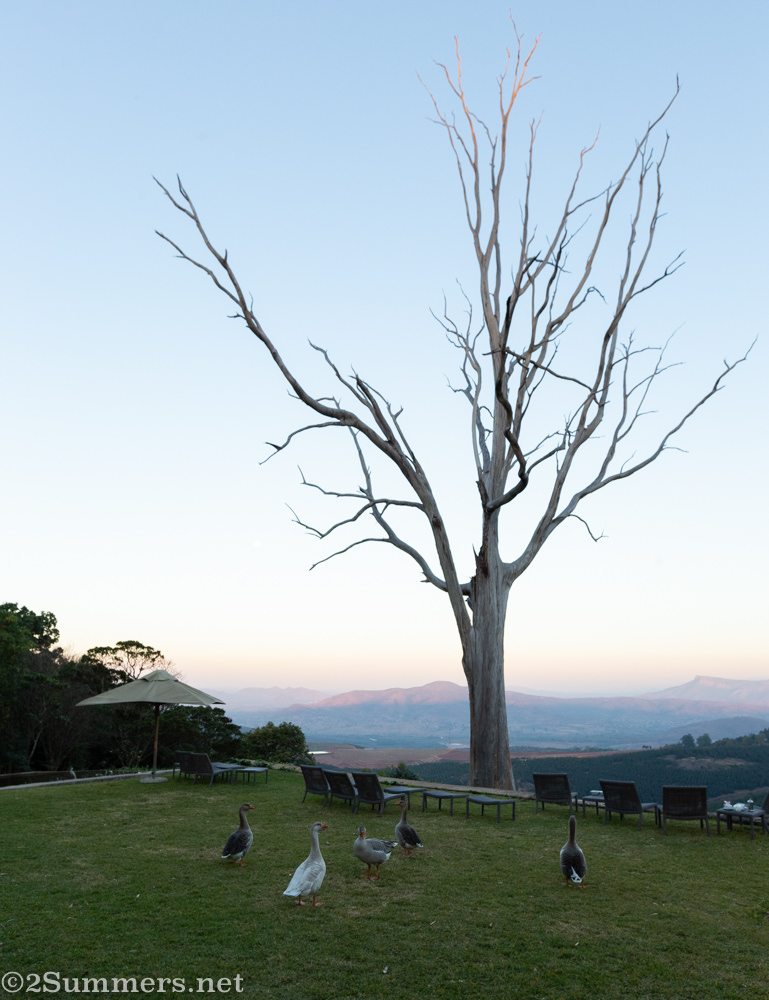 Dead tree at Kings Walden