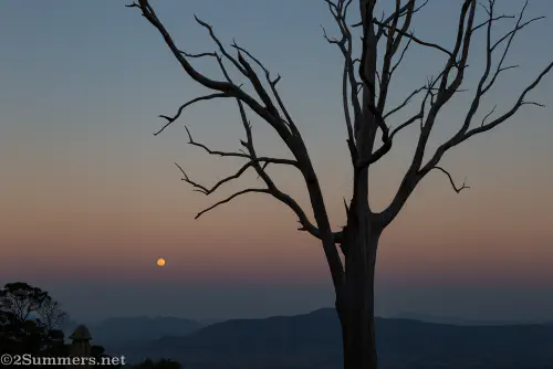 Eucalyptus tree at Kings Walden