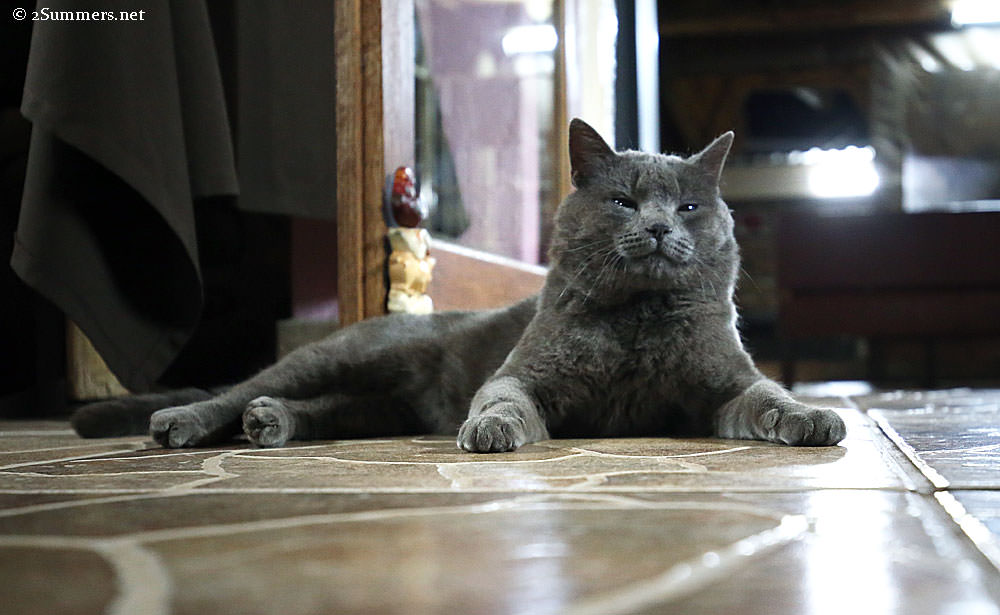 Strange cat in Roossenekal