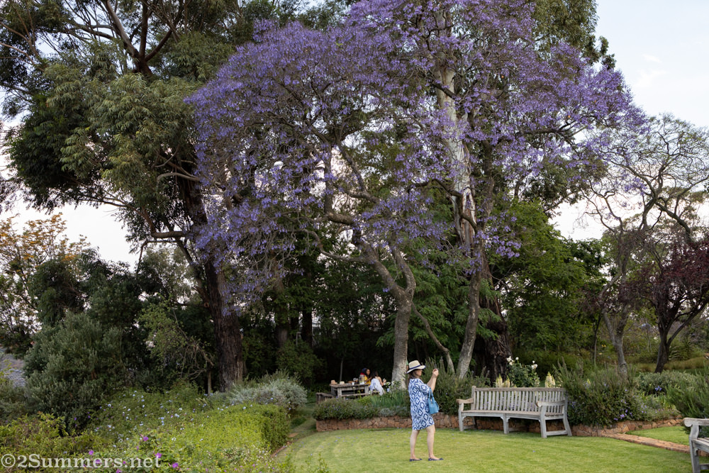Lady under a jacaranda in Westcliff