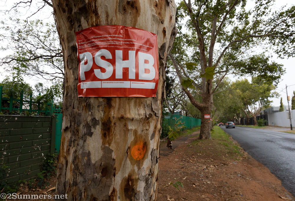 A London plane tree infested with the polyphagous shot hole borer beetle.
