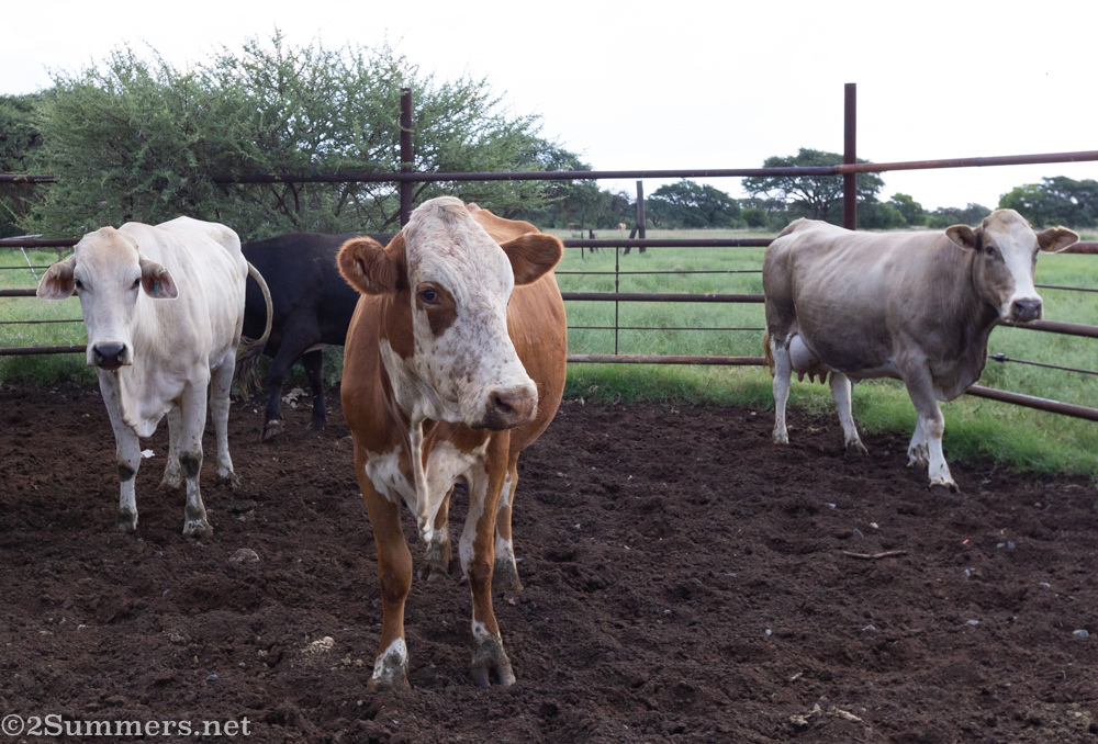 Cattle on Julian’s farm