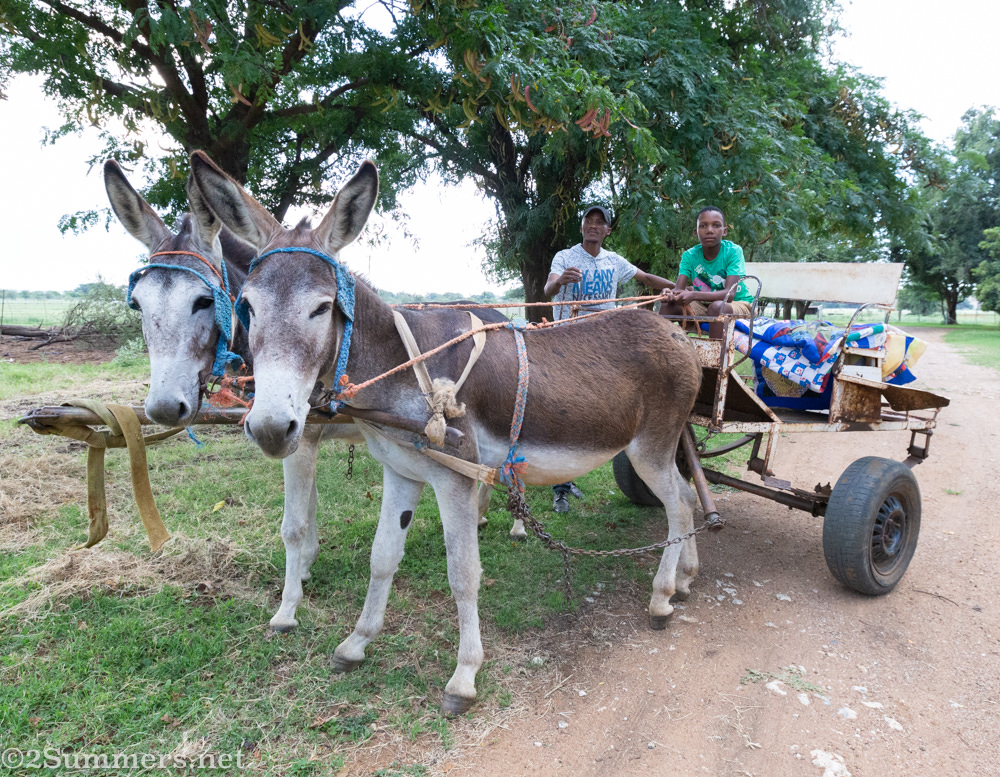 Donkey cart