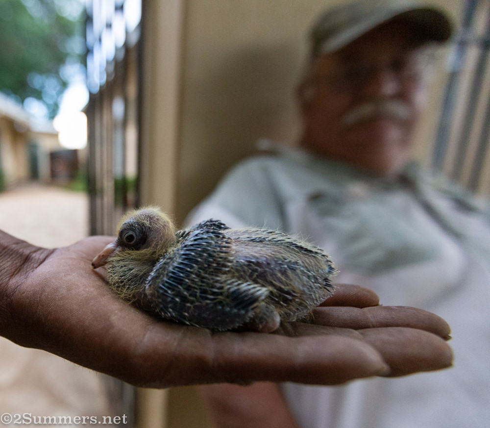 Julian’s baby show pigeon