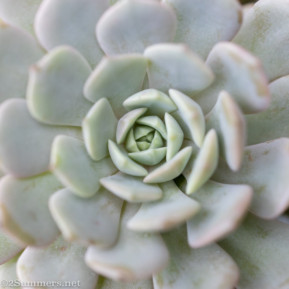 Succulent in my garden