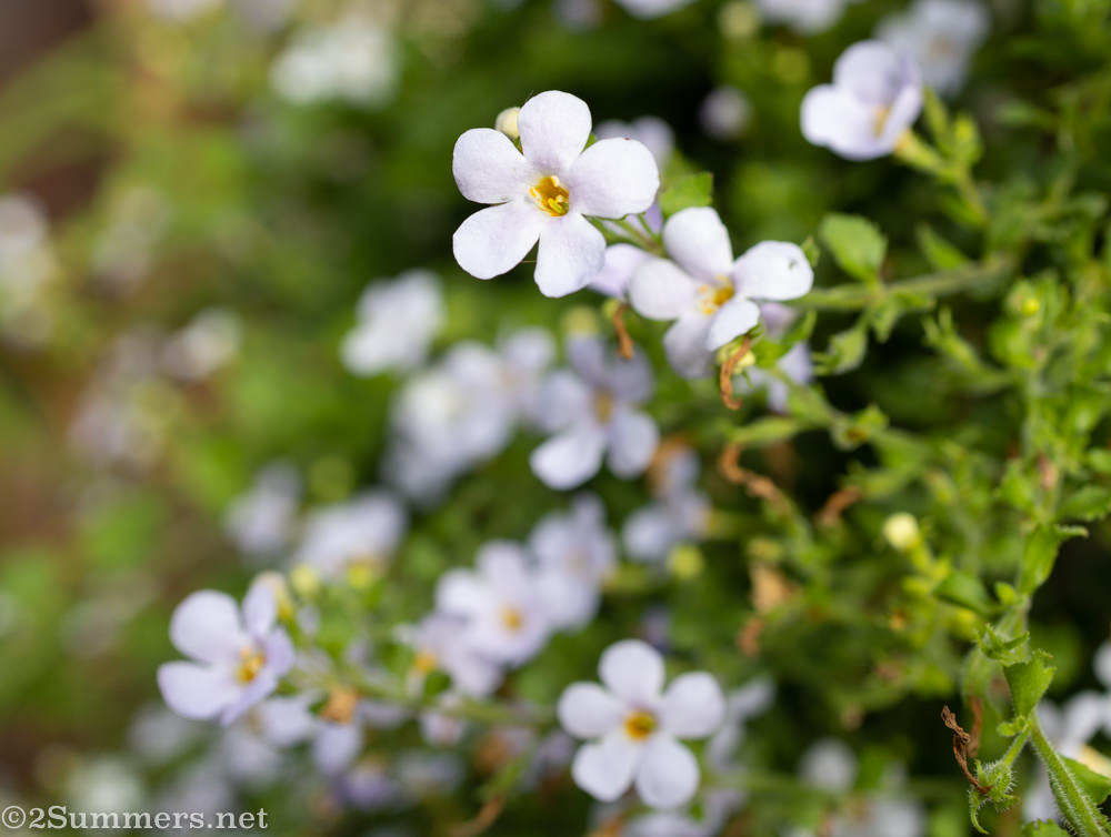 Flowers in my garden during lockdown