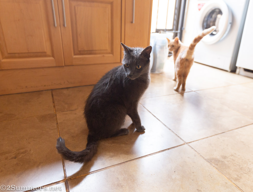 Smokey indoors awaiting food after a rain storm