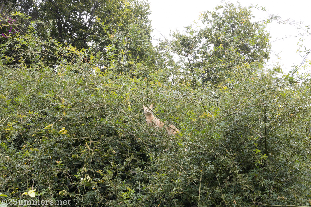 Melville kitten in a hedge