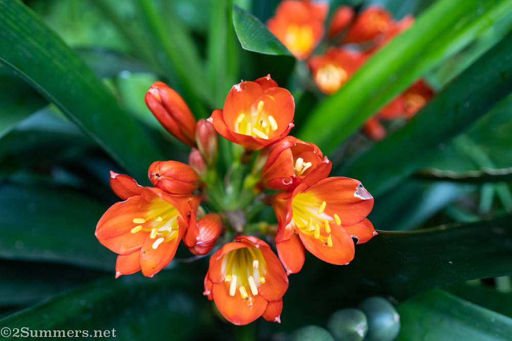Clivias blooming on Day 8 of the South African lockdown
