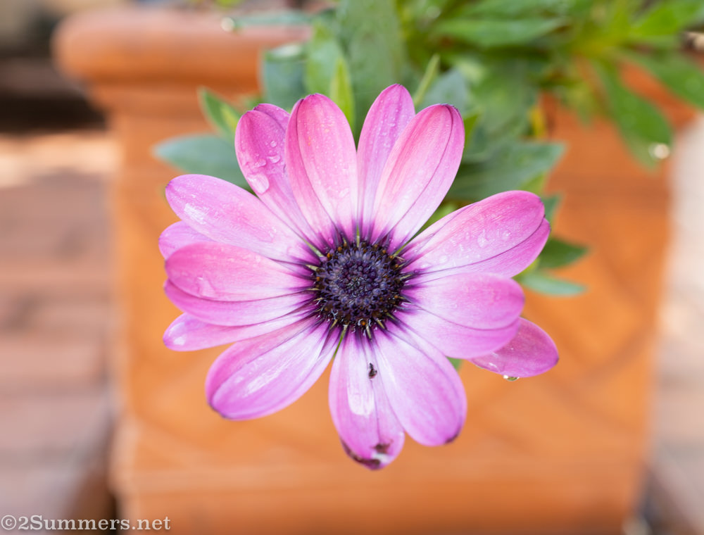 Flower in the garden