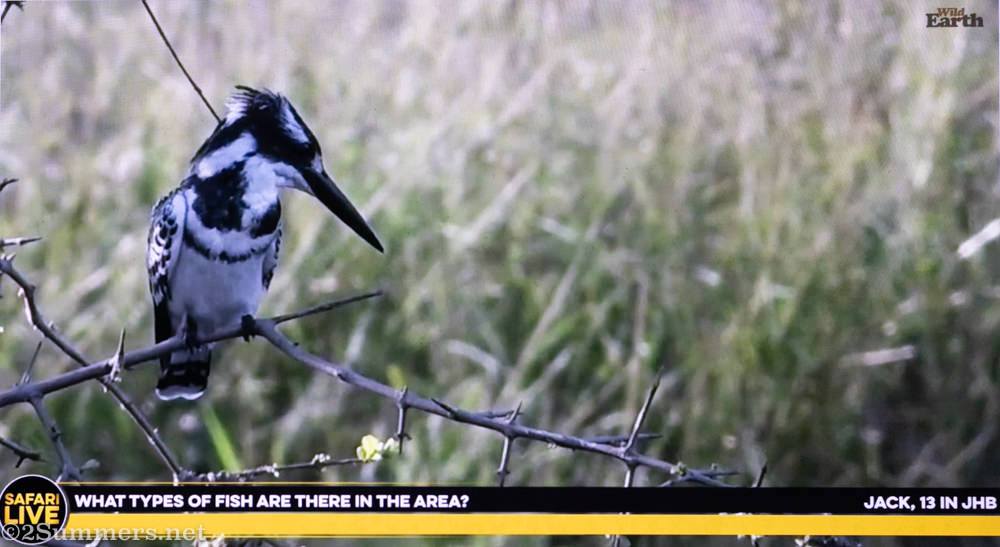 Pied kingfisher on YouTube