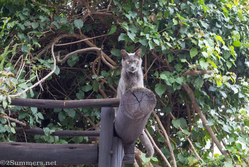 2Summers Logo Featured Post