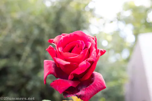 Rose in garden