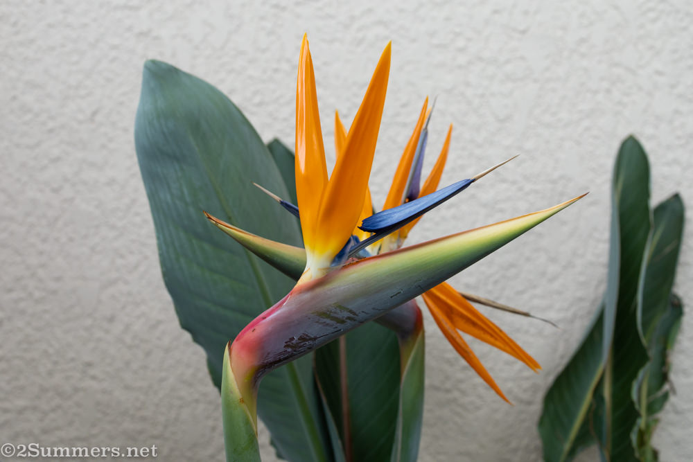 Strelitzia