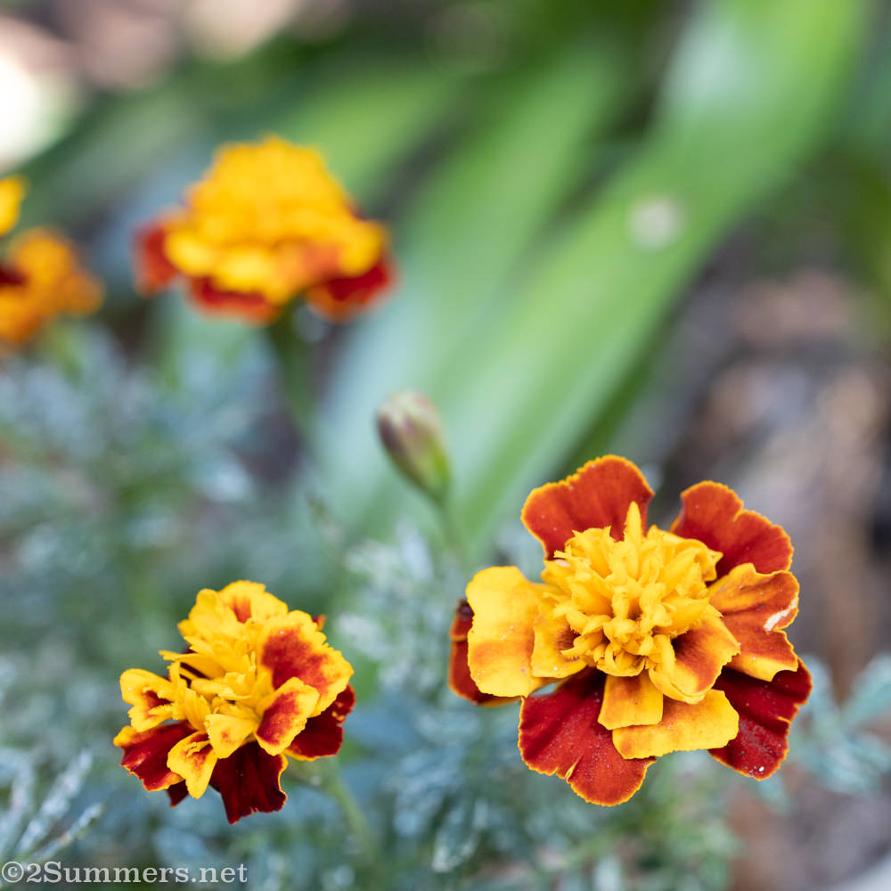 Flowers in the Killarney garden