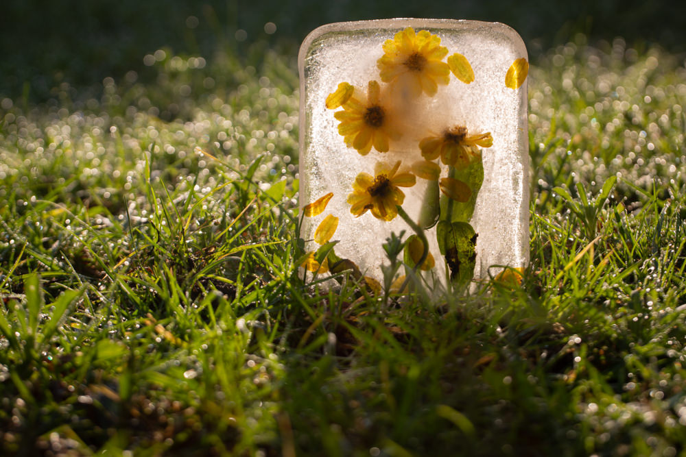 Frozen flowers by Mark Straw