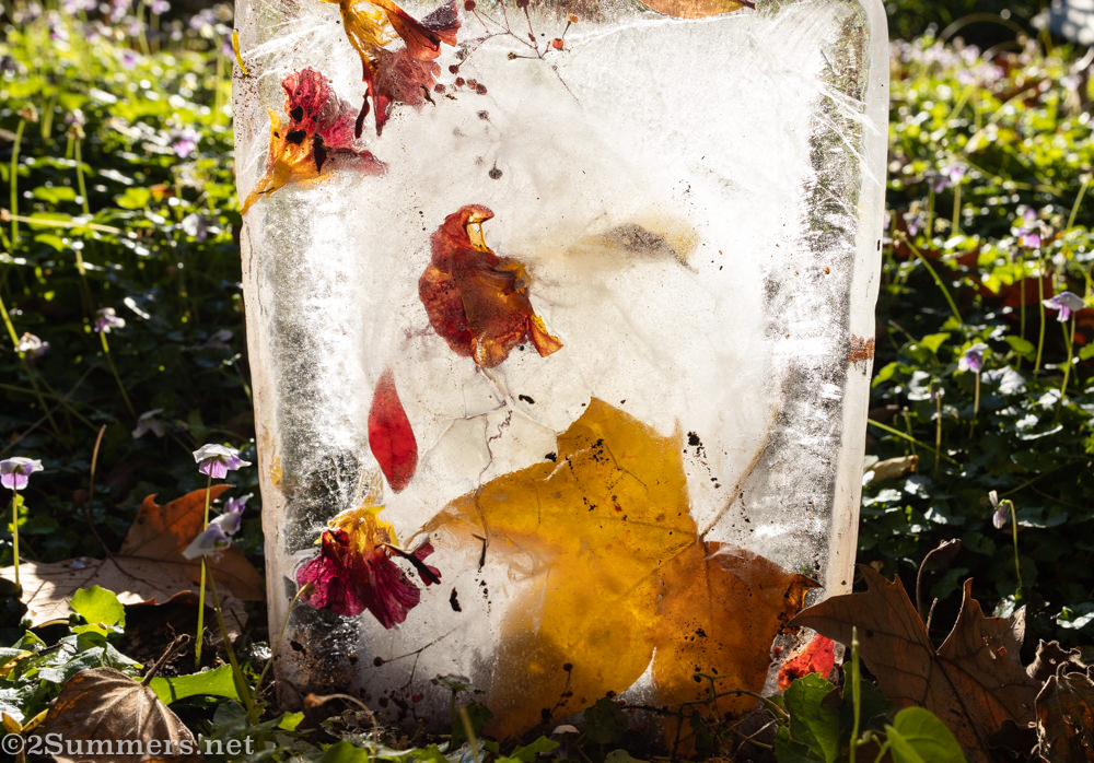 Flowers and ice