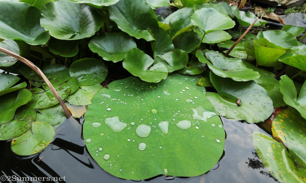 Lily pads in the fish pond.