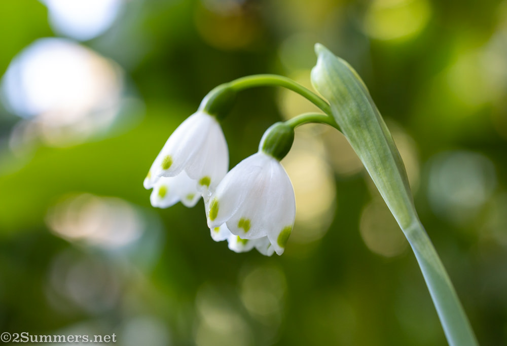 Snowdrops in garden