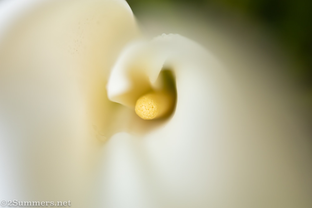 Arum lily in the garden
