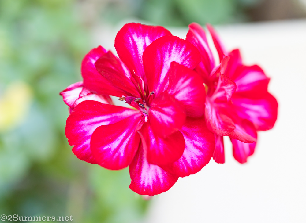 Geranium