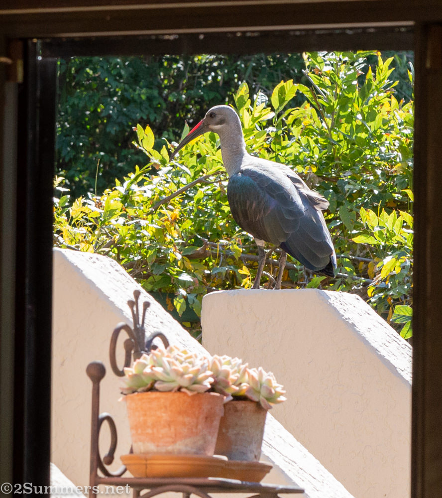 Hadeda in the garden