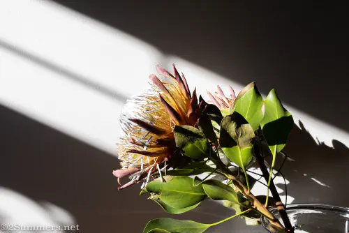 Love life dying protea