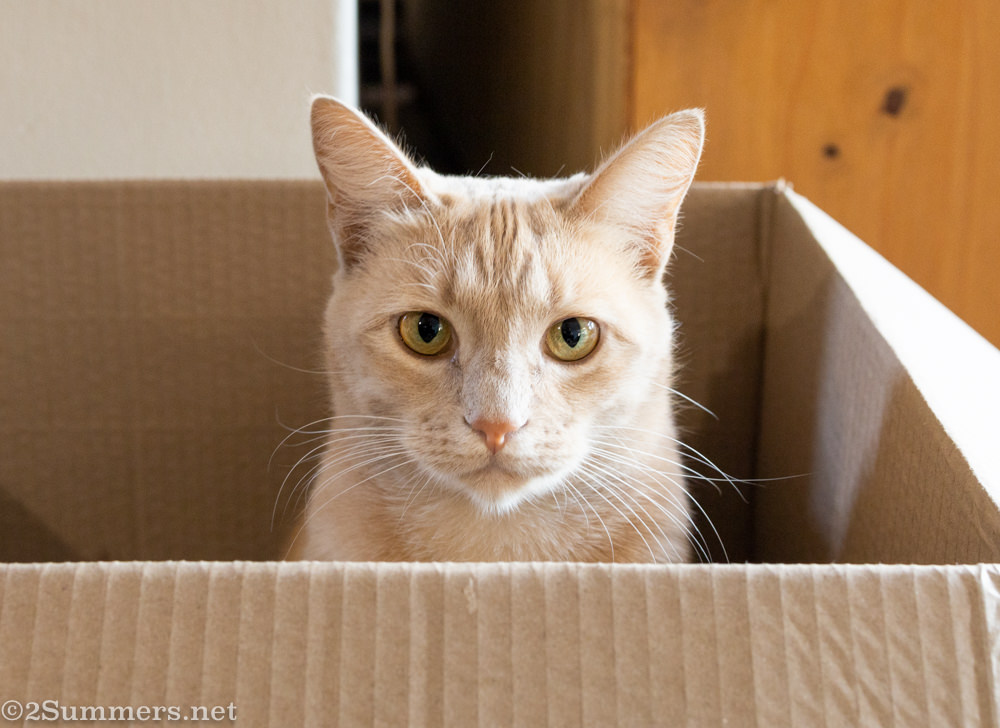 Trixie the Melville kitten in cardboard box
