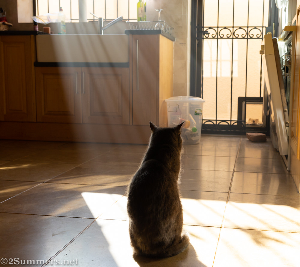 Smokey in the kitchen