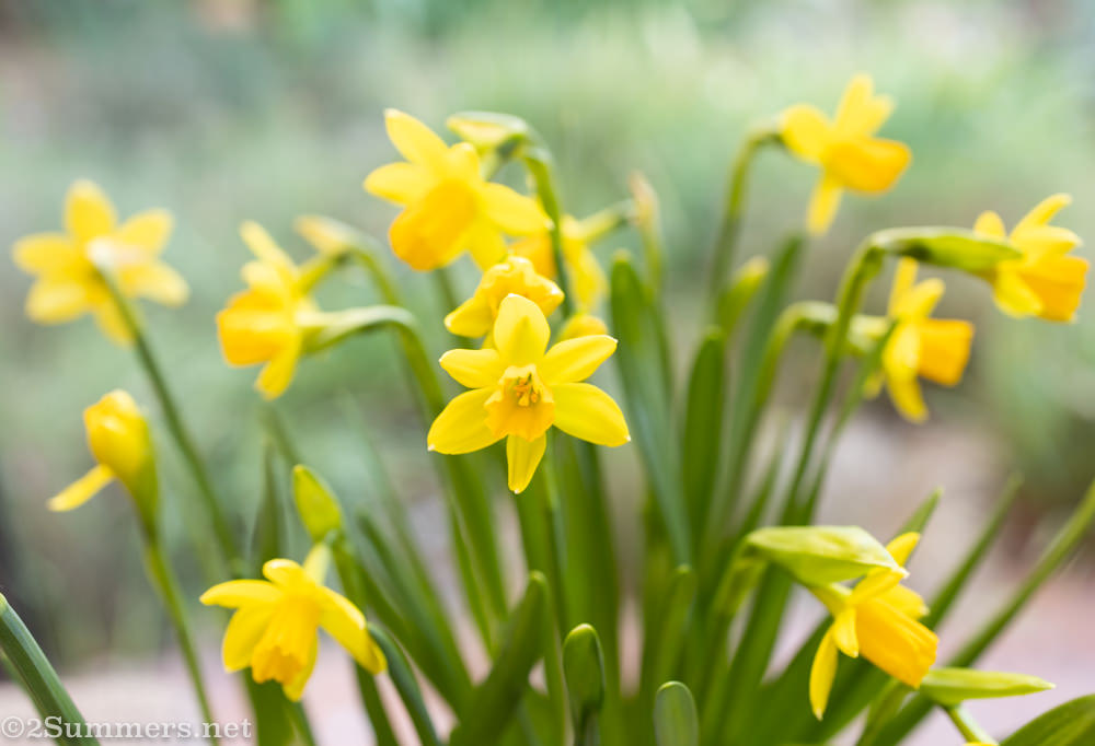 Baby daffodils