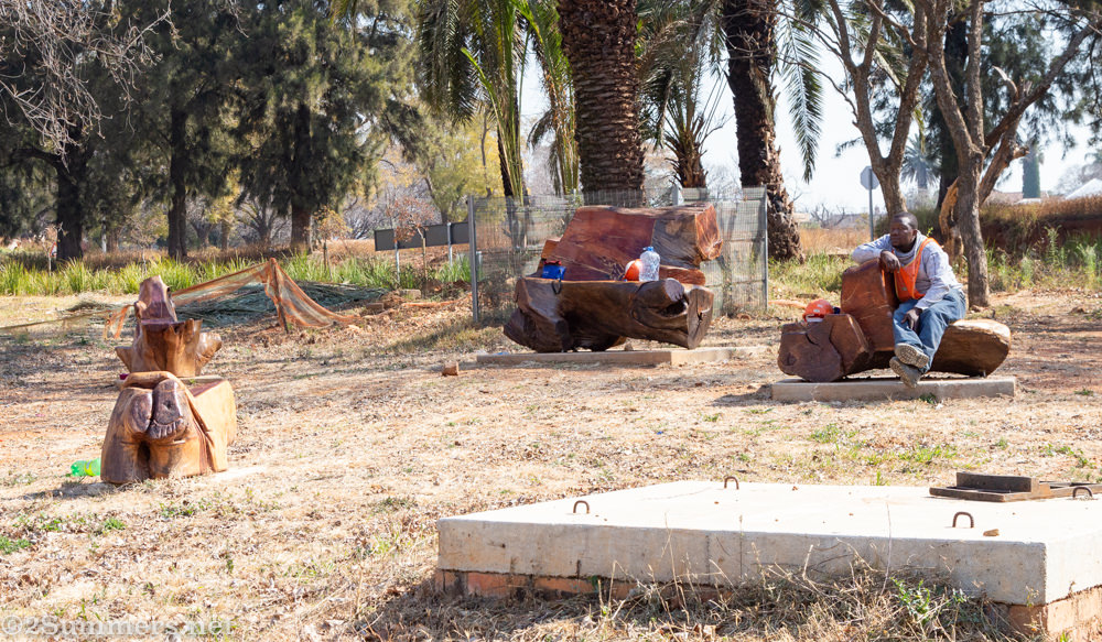 Benches carved from a dead fig tree in Paterson Park