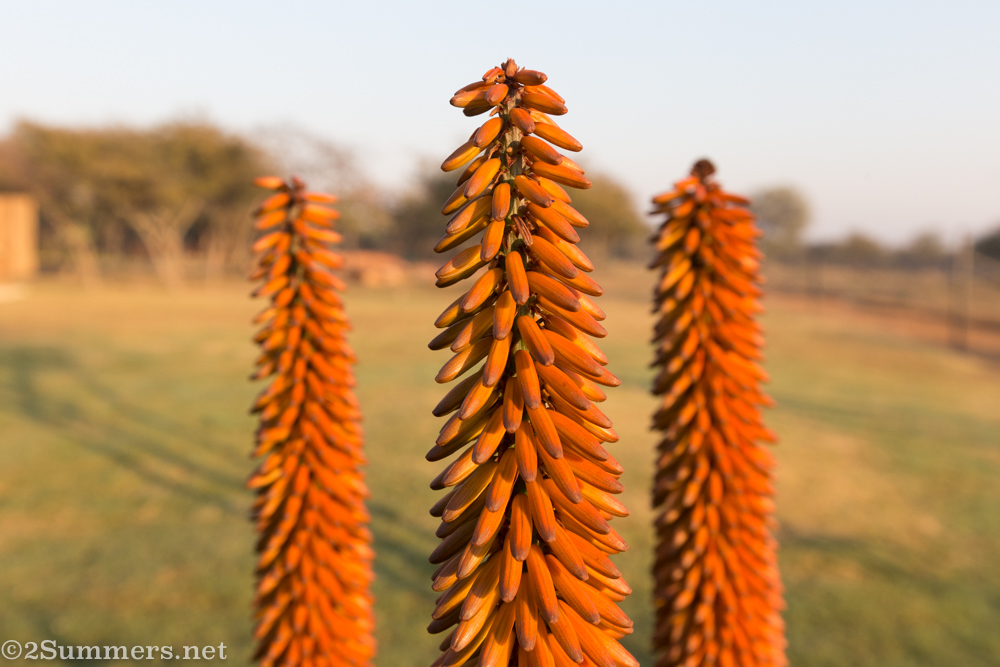 Aloes at the Chameleon Guest House in Dinokeng