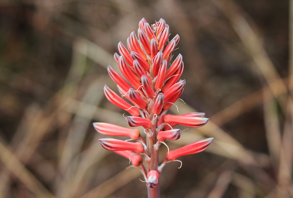Aloe on Melville Koppies