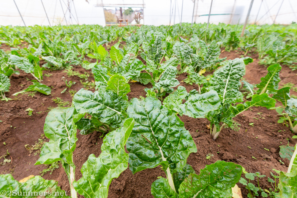 Spinach growing at Bertrams Inner City Farm