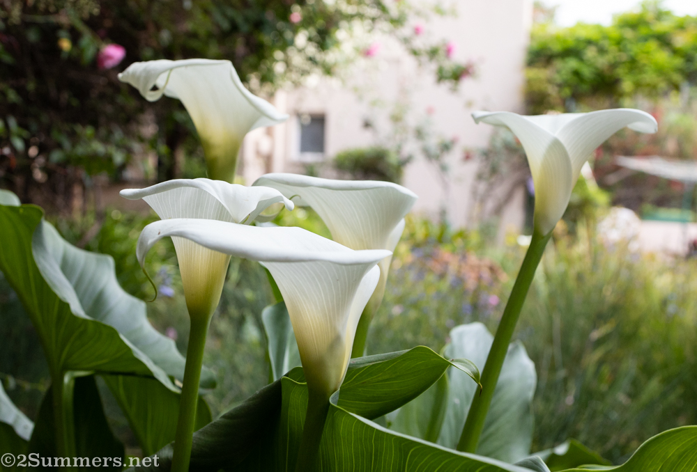 Lilies in the garden