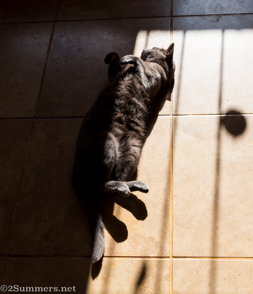 The Melville Cat on the floor